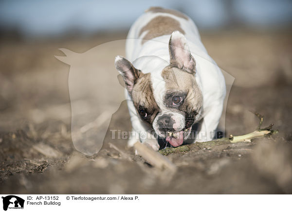 Franzsische Bulldogge / French Bulldog / AP-13152