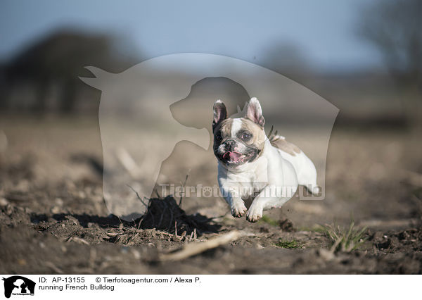 rennende Franzsische Bulldogge / running French Bulldog / AP-13155