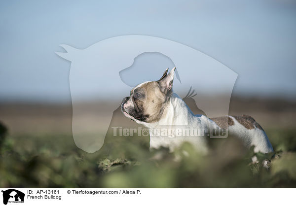 Franzsische Bulldogge / French Bulldog / AP-13161