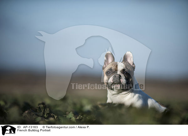 Franzsische Bulldogge Portrait / French Bulldog Portrait / AP-13163