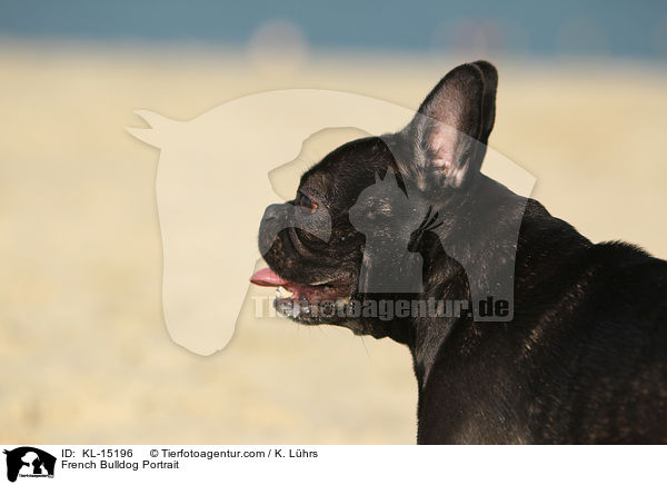 Franzsische Bulldogge Portrait / French Bulldog Portrait / KL-15196