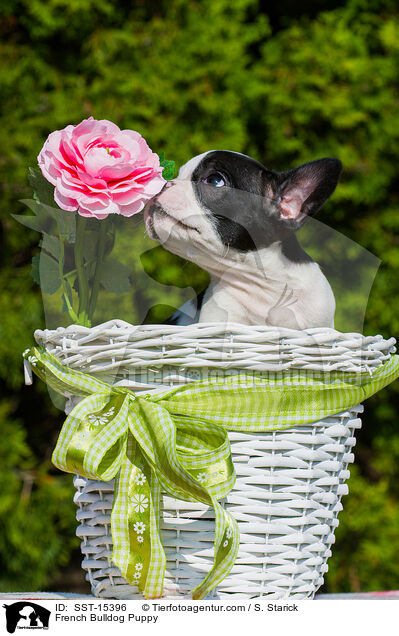 Franzsische Bulldogge Welpe / French Bulldog Puppy / SST-15396