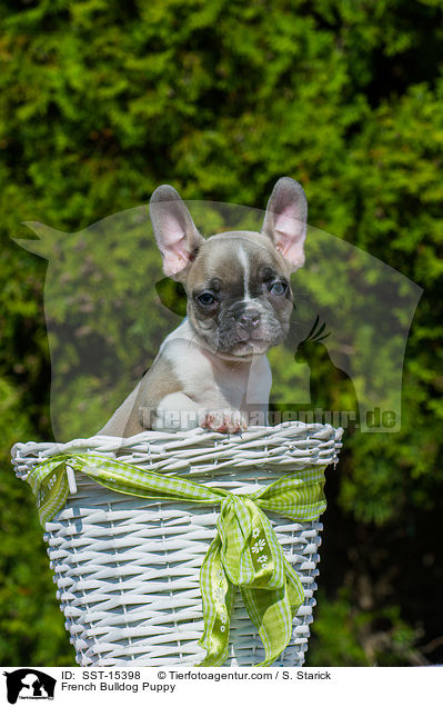 Franzsische Bulldogge Welpe / French Bulldog Puppy / SST-15398