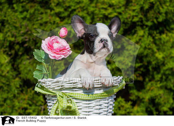 Franzsische Bulldogge Welpe / French Bulldog Puppy / SST-15402