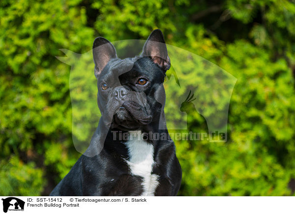 Franzsische Bulldogge Portrait / French Bulldog Portrait / SST-15412