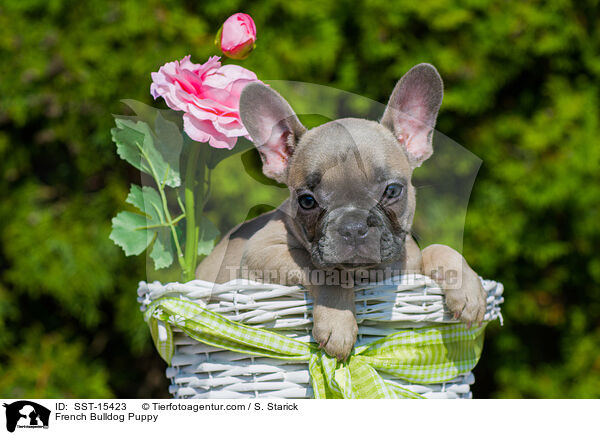 French Bulldog Puppy / SST-15423