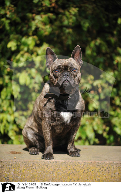 sitzende Franzsische Bulldogge / sitting French Bulldog / YJ-10465