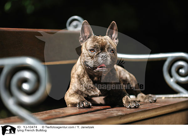 liegende Franzsische Bulldogge / lying French Bulldog / YJ-10474