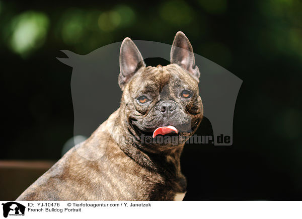 Franzsische Bulldogge Portrait / French Bulldog Portrait / YJ-10476