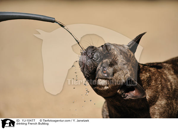 trinkende Franzsische Bulldogge / drinking French Bulldog / YJ-10477