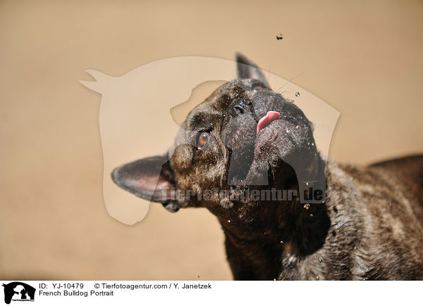 Franzsische Bulldogge Portrait / French Bulldog Portrait / YJ-10479