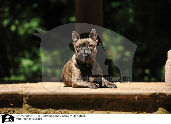liegende Franzsische Bulldogge / lying French Bulldog / YJ-10481