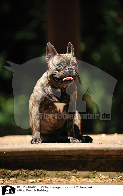 sitzende Franzsische Bulldogge / sitting French Bulldog / YJ-10483