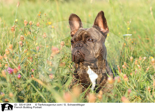 Franzsische Bulldogge Portrait / French Bulldog Portrait / SS-41264