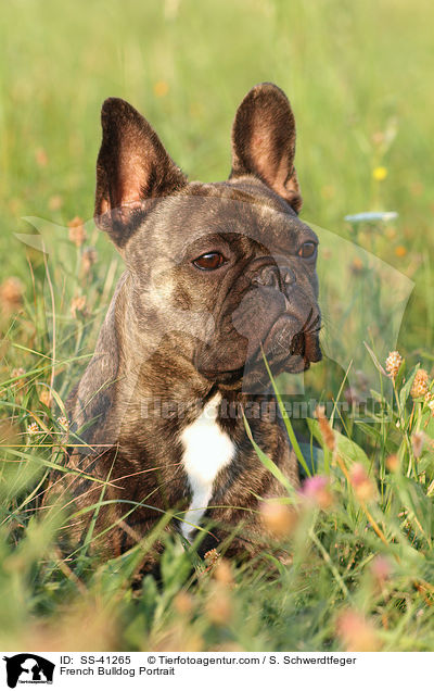 Franzsische Bulldogge Portrait / French Bulldog Portrait / SS-41265