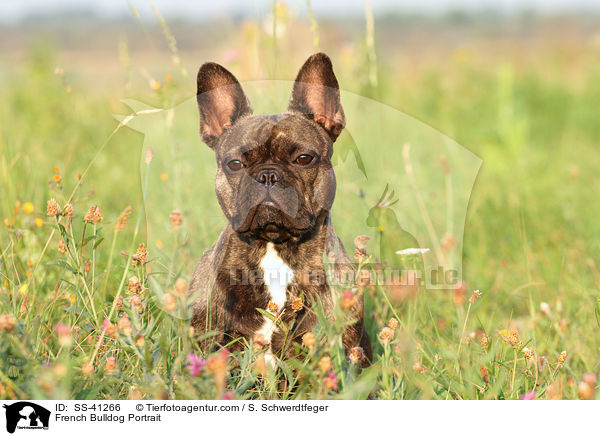 Franzsische Bulldogge Portrait / French Bulldog Portrait / SS-41266