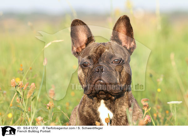 Franzsische Bulldogge Portrait / French Bulldog Portrait / SS-41272