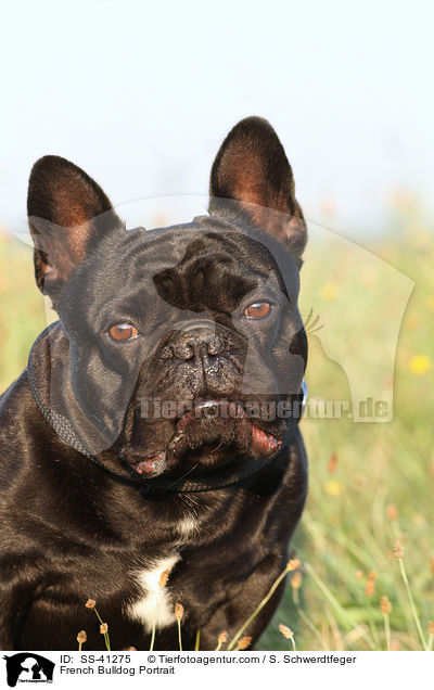 Franzsische Bulldogge Portrait / French Bulldog Portrait / SS-41275