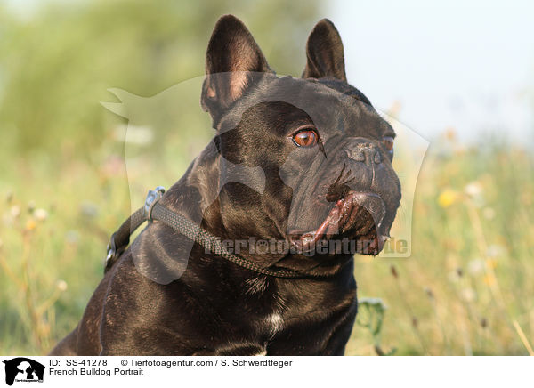 Franzsische Bulldogge Portrait / French Bulldog Portrait / SS-41278