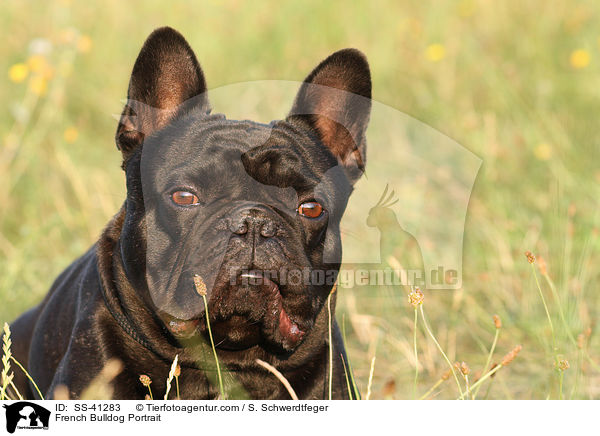 Franzsische Bulldogge Portrait / French Bulldog Portrait / SS-41283