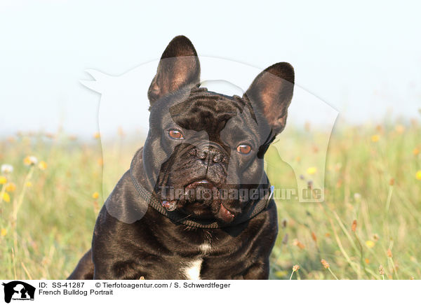 Franzsische Bulldogge Portrait / French Bulldog Portrait / SS-41287
