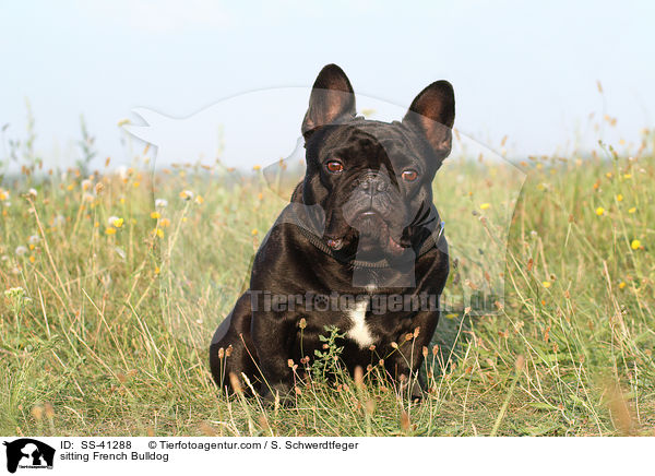 sitzende Franzsische Bulldogge / sitting French Bulldog / SS-41288