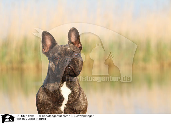 Franzsische Bulldogge Portrait / French Bulldog Portrait / SS-41291