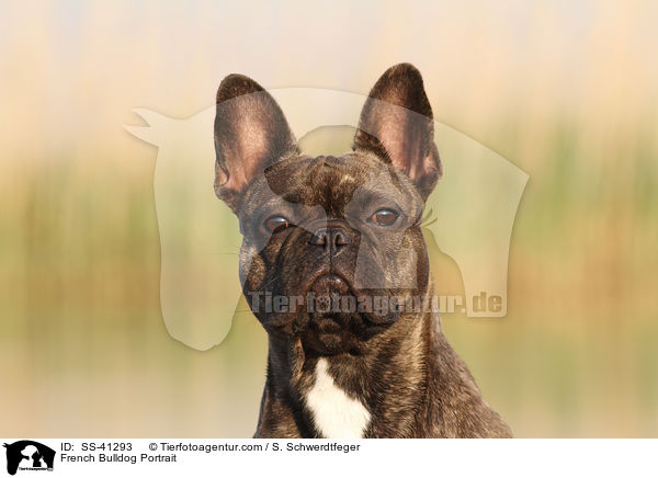 Franzsische Bulldogge Portrait / French Bulldog Portrait / SS-41293