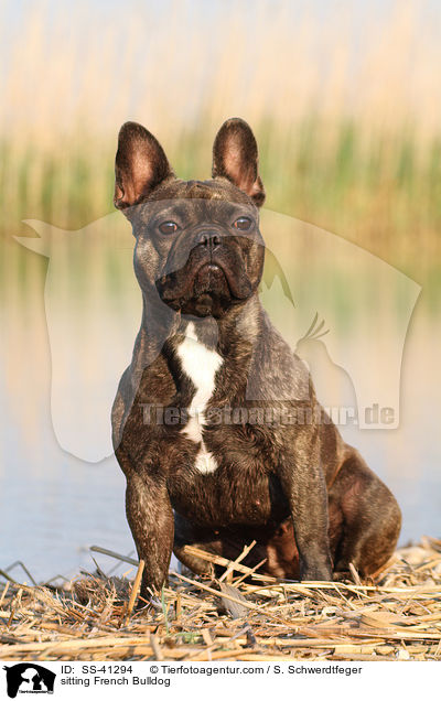 sitzende Franzsische Bulldogge / sitting French Bulldog / SS-41294