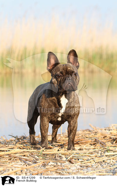 Franzsische Bulldogge / French Bulldog / SS-41299
