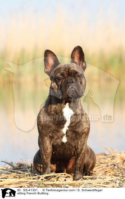 sitzende Franzsische Bulldogge / sitting French Bulldog / SS-41301