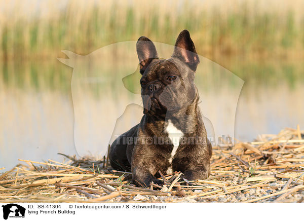 liegende Franzsische Bulldogge / lying French Bulldog / SS-41304