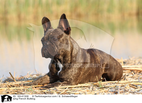 liegende Franzsische Bulldogge / lying French Bulldog / SS-41306