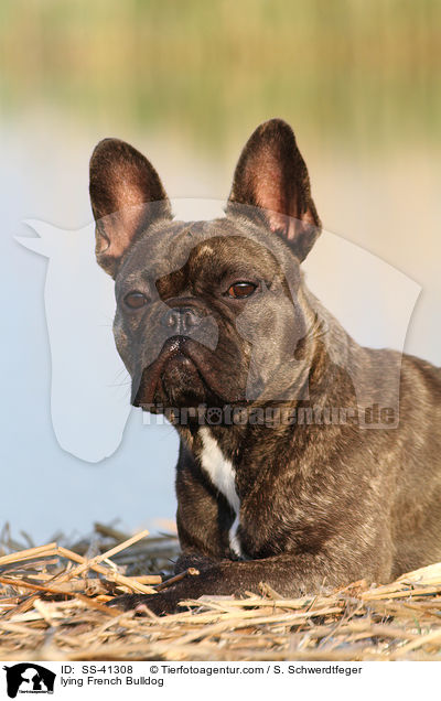 liegende Franzsische Bulldogge / lying French Bulldog / SS-41308