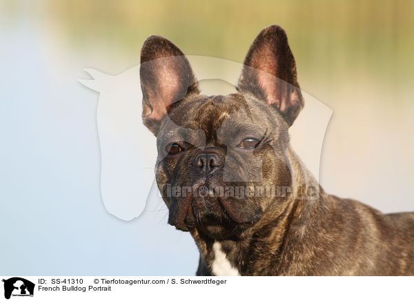 Franzsische Bulldogge Portrait / French Bulldog Portrait / SS-41310