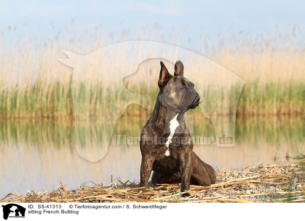 sitzende Franzsische Bulldogge / sitting French Bulldog / SS-41313
