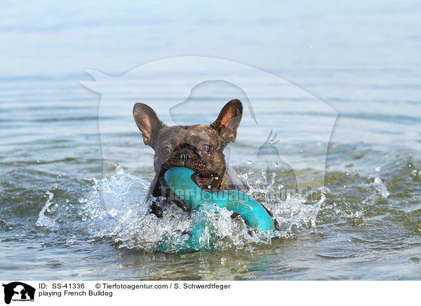 spielende Franzsische Bulldogge / playing French Bulldog / SS-41336