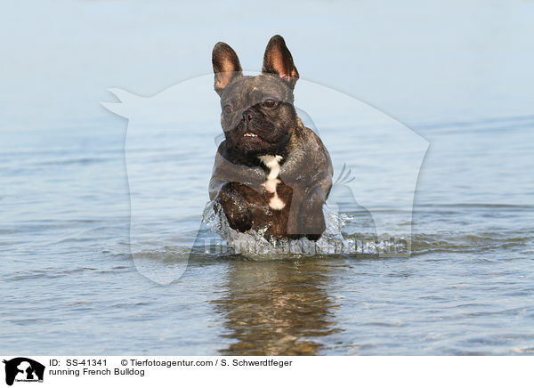 running French Bulldog / SS-41341