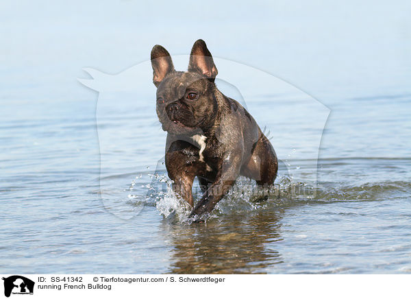 rennende Franzsische Bulldogge / running French Bulldog / SS-41342