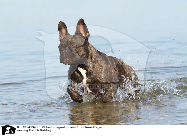 rennende Franzsische Bulldogge / running French Bulldog / SS-41343
