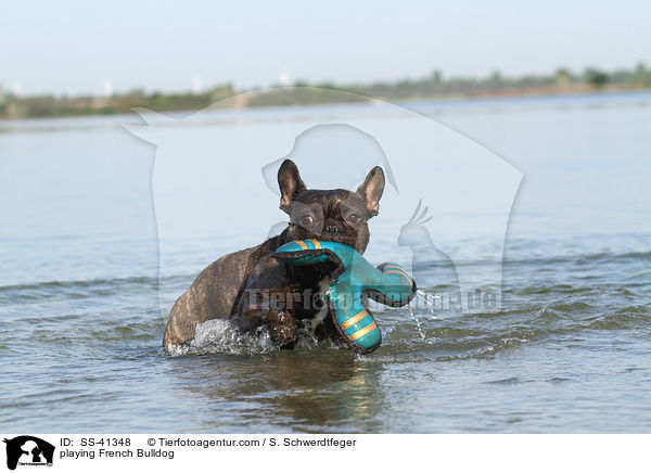 spielende Franzsische Bulldogge / playing French Bulldog / SS-41348