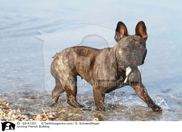rennende Franzsische Bulldogge / running French Bulldog / SS-41351