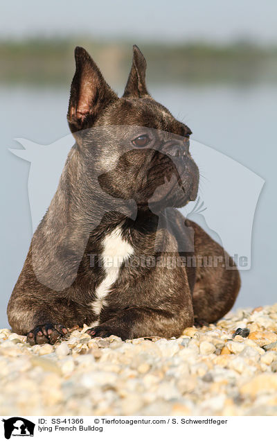 liegende Franzsische Bulldogge / lying French Bulldog / SS-41366