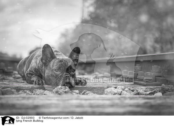liegende Franzsische Bulldogge / lying French Bulldog / DJ-02993