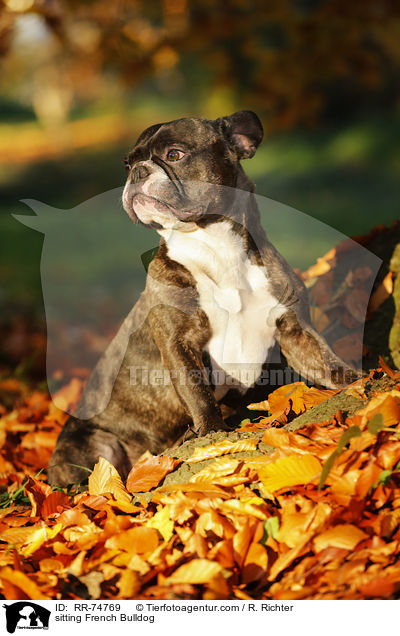 sitzende Franzsische Bulldogge / sitting French Bulldog / RR-74769