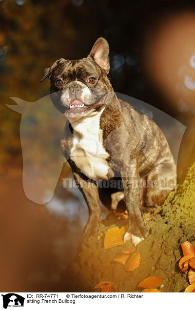 sitzende Franzsische Bulldogge / sitting French Bulldog / RR-74771