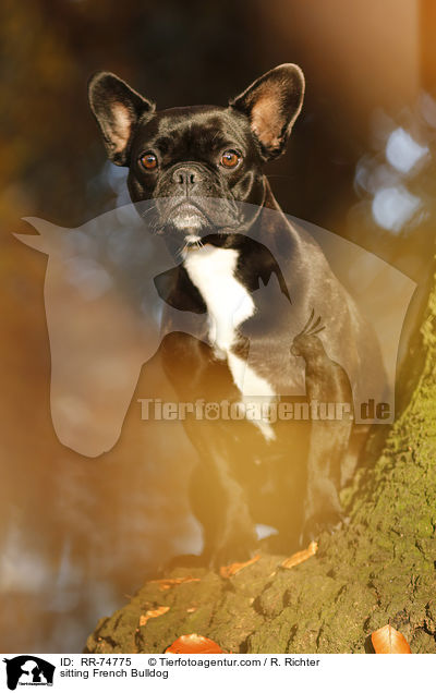 sitzende Franzsische Bulldogge / sitting French Bulldog / RR-74775