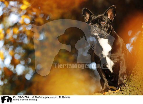 sitzende Franzsische Bulldogge / sitting French Bulldog / RR-74776