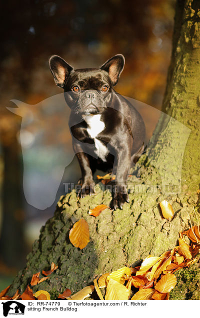 sitzende Franzsische Bulldogge / sitting French Bulldog / RR-74779