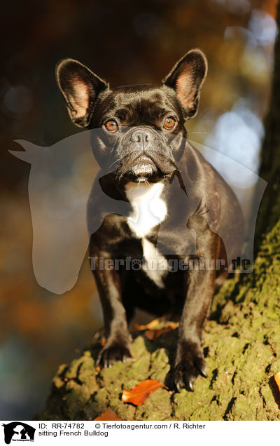 sitzende Franzsische Bulldogge / sitting French Bulldog / RR-74782
